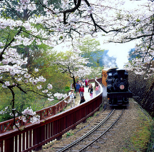 Alishan High mountain train, Taiwan